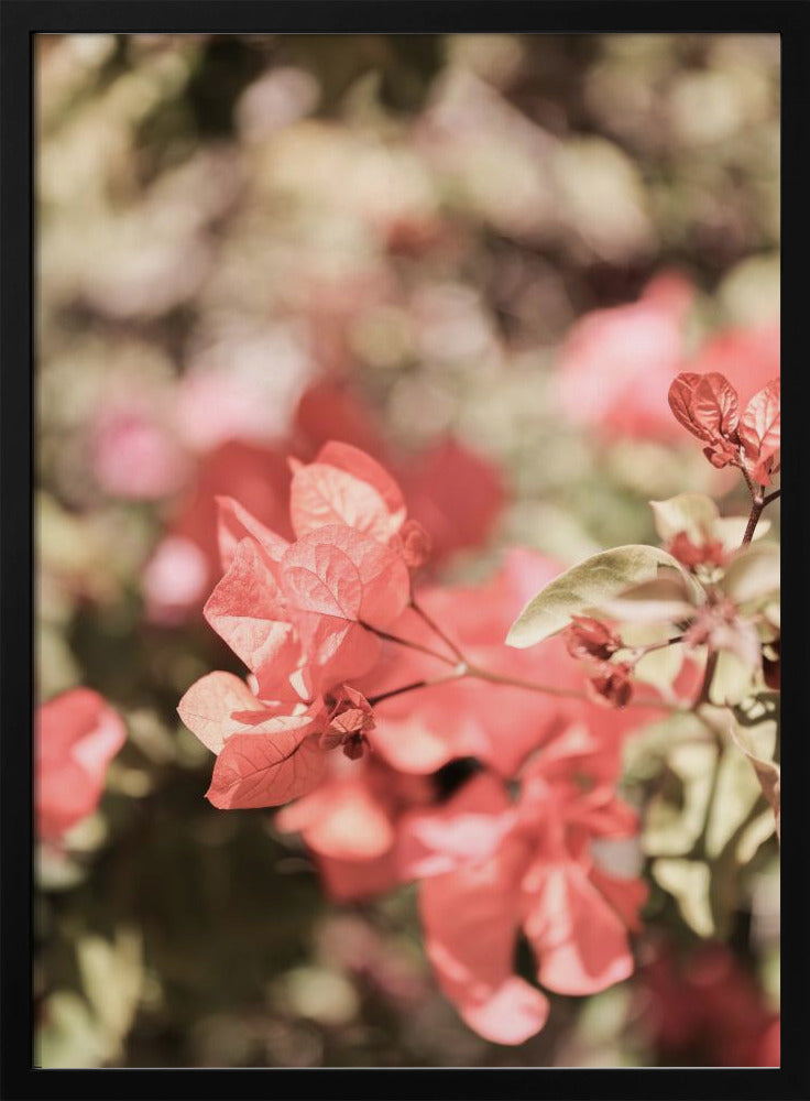 Petals in Focus | Poster