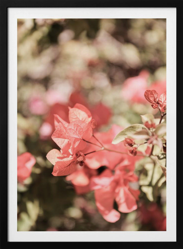 Petals in Focus | Poster