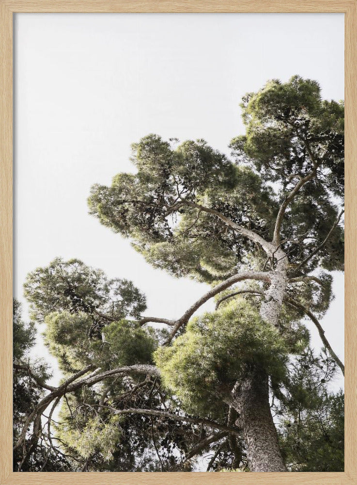 Towering Pines | Poster