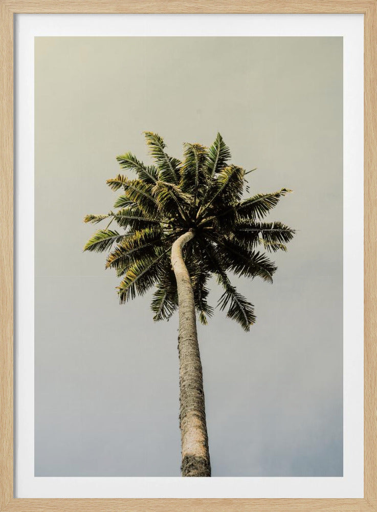 Towering Palm Bliss | Poster