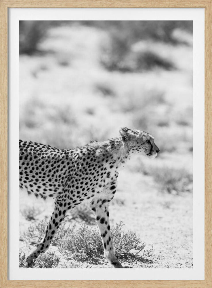 Cheetah's Grace | Poster