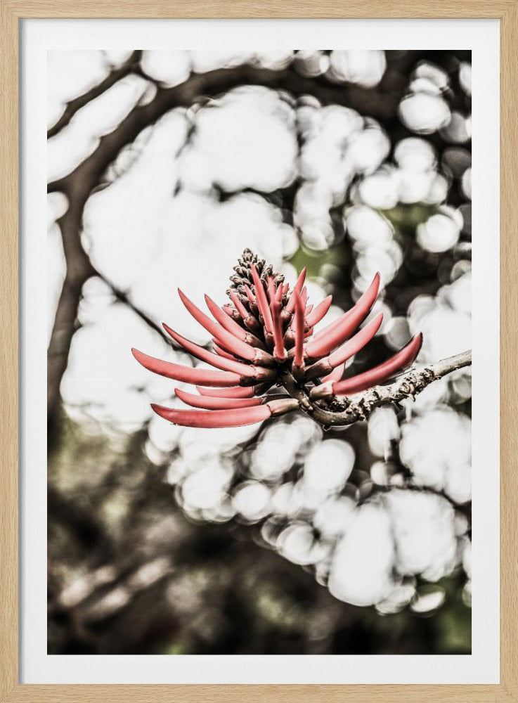 Crimson Blossom | Poster