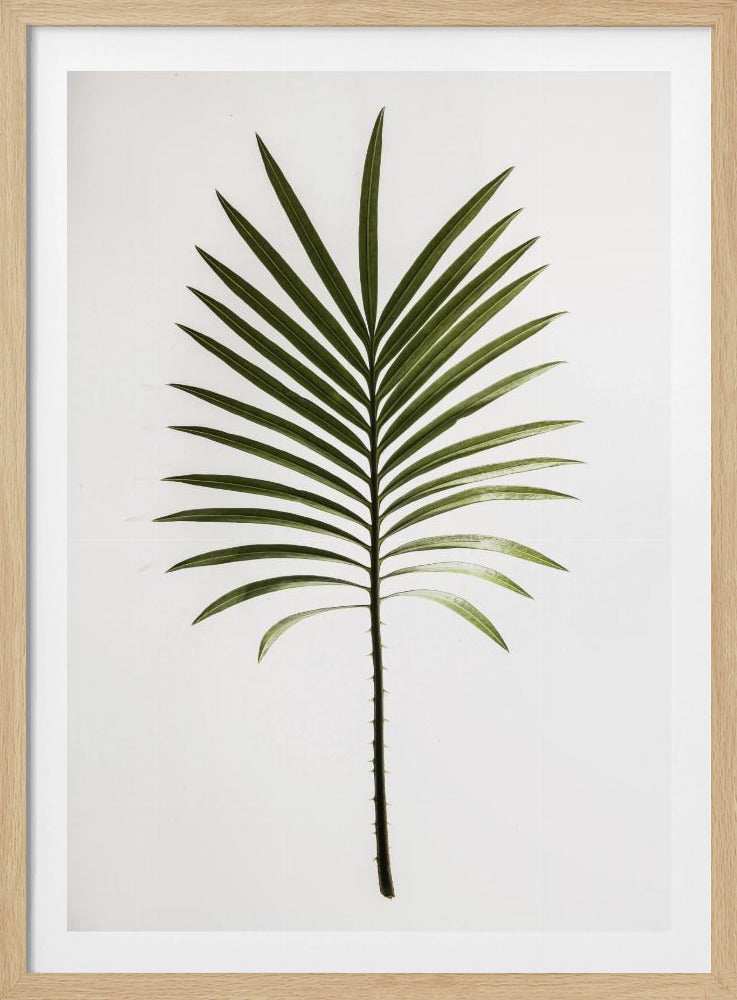 Verdant Frond | Poster