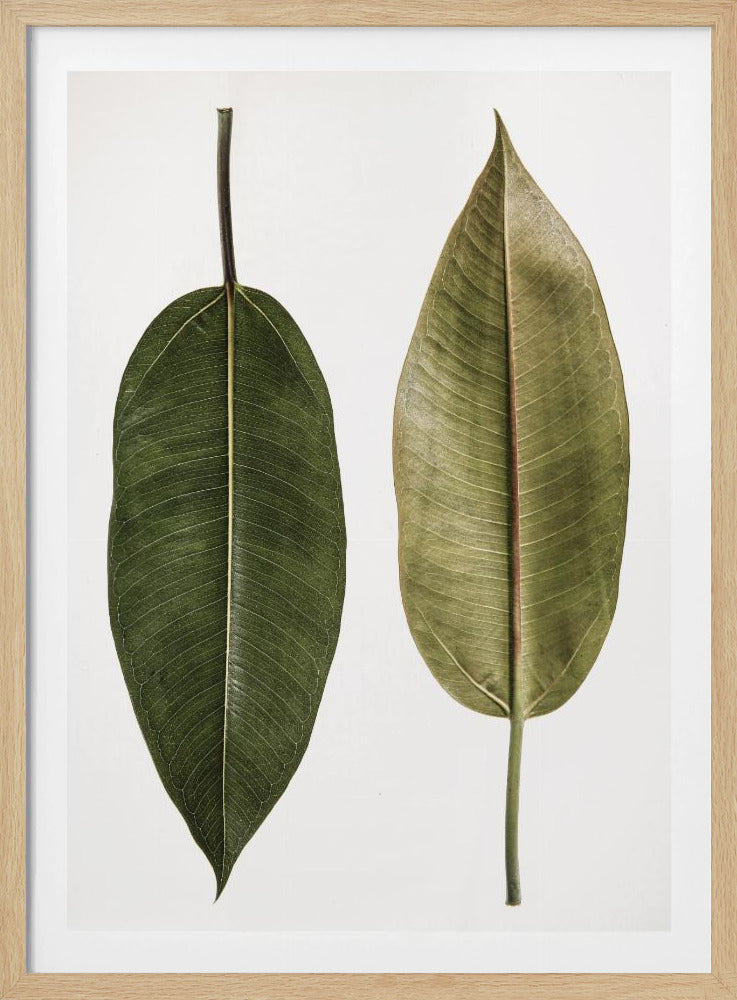 Dual Leaf Elegance | Poster