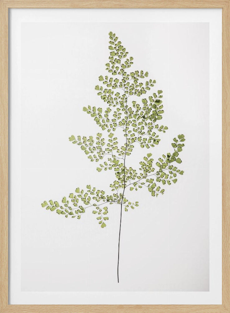 Fern Elegance | Poster