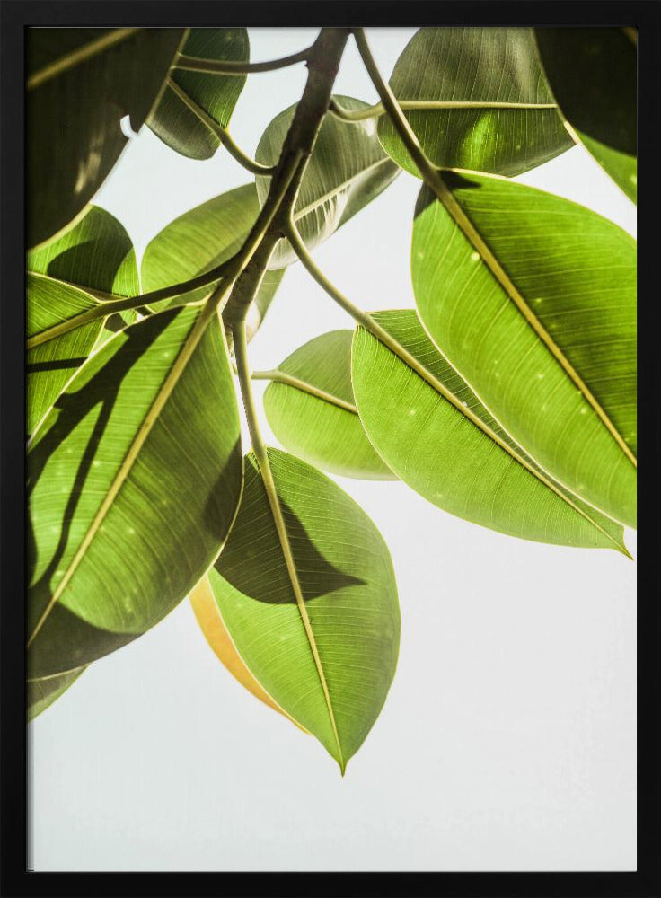 Sunlit Leaves | Poster