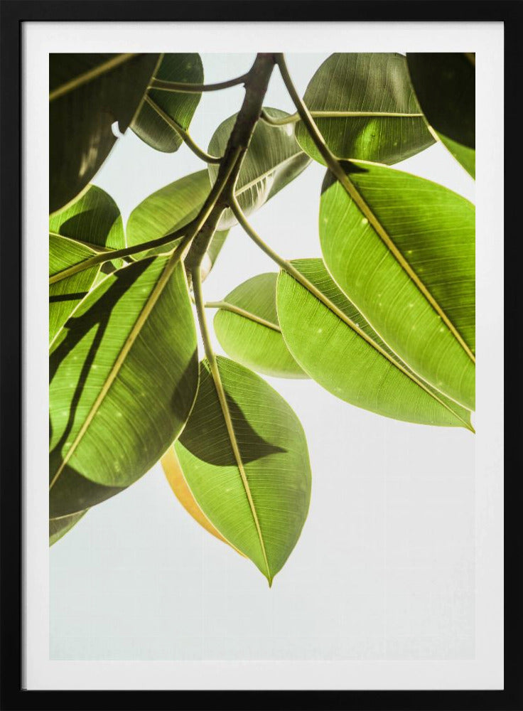 Sunlit Leaves | Poster