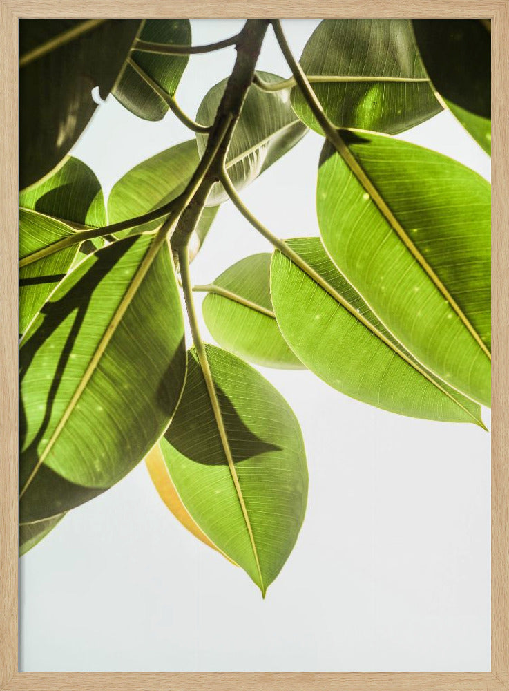 Sunlit Leaves | Poster