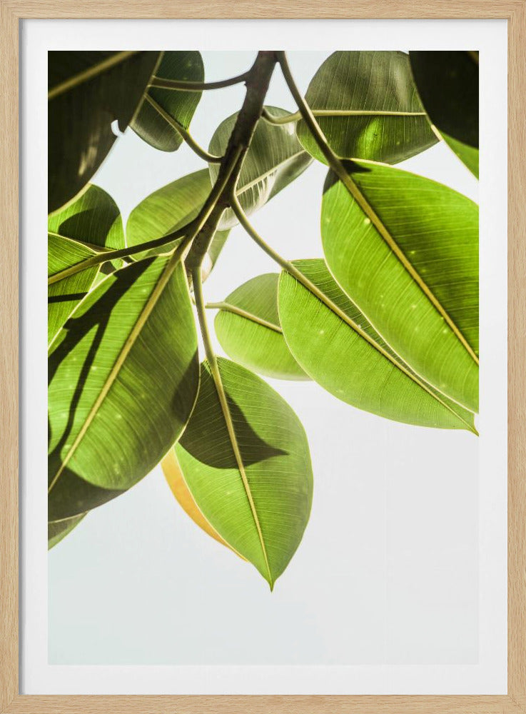 Sunlit Leaves | Poster