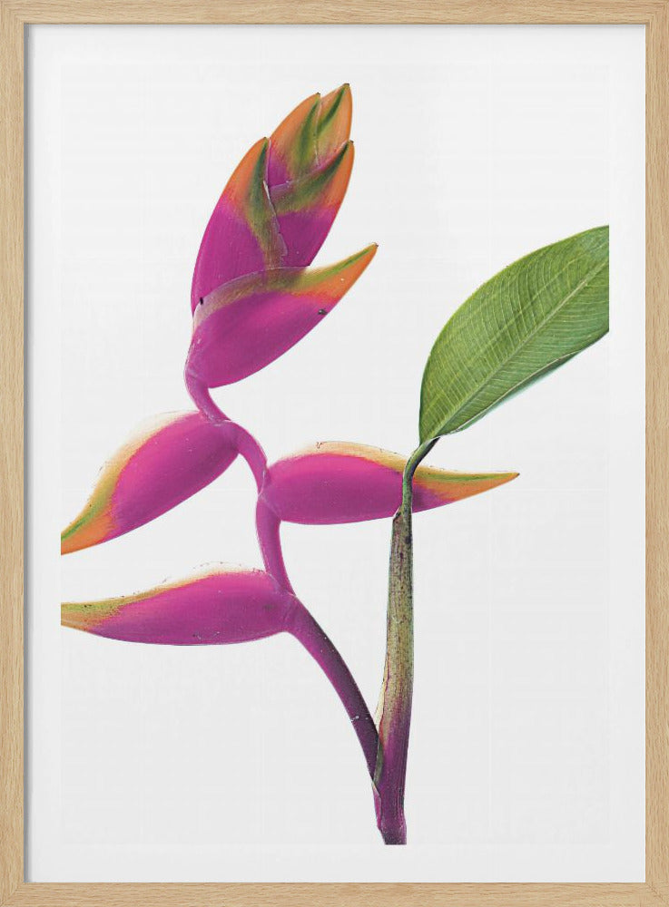 Tropical Elegance | Poster