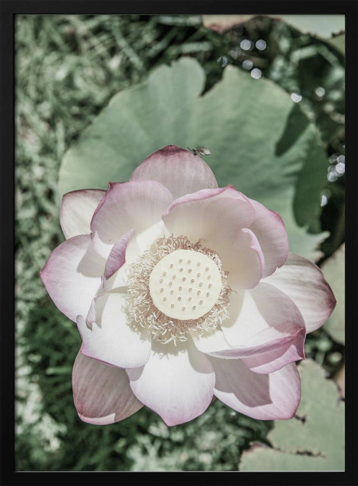 Lotus Serenity | Poster