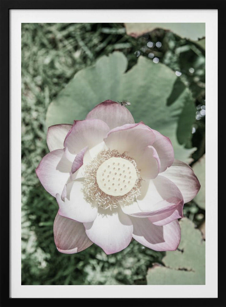 Lotus Serenity | Poster