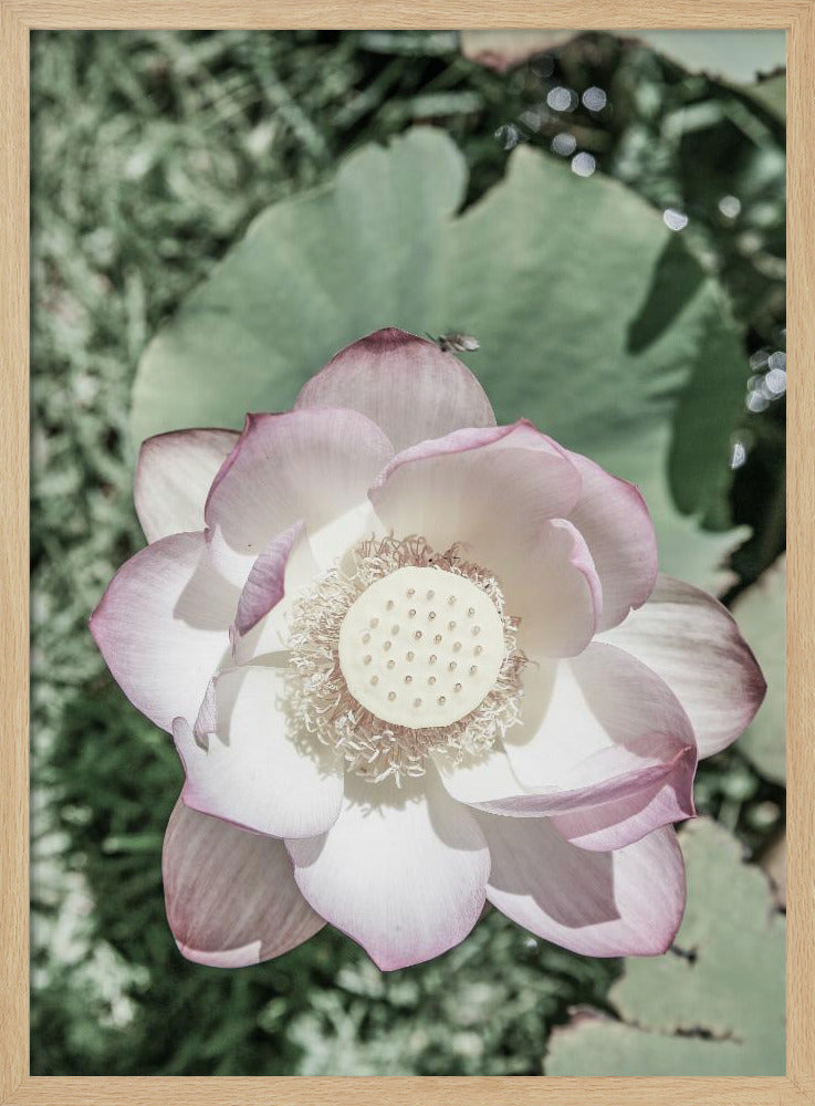 Lotus Serenity | Poster