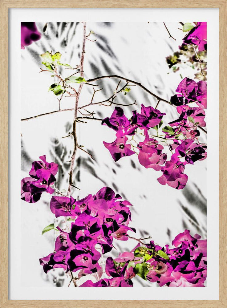Vibrant Petal Dance | Poster