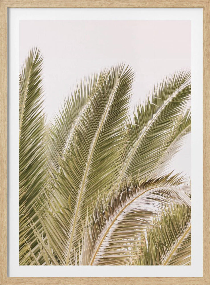 Fronds in the Breeze | Poster