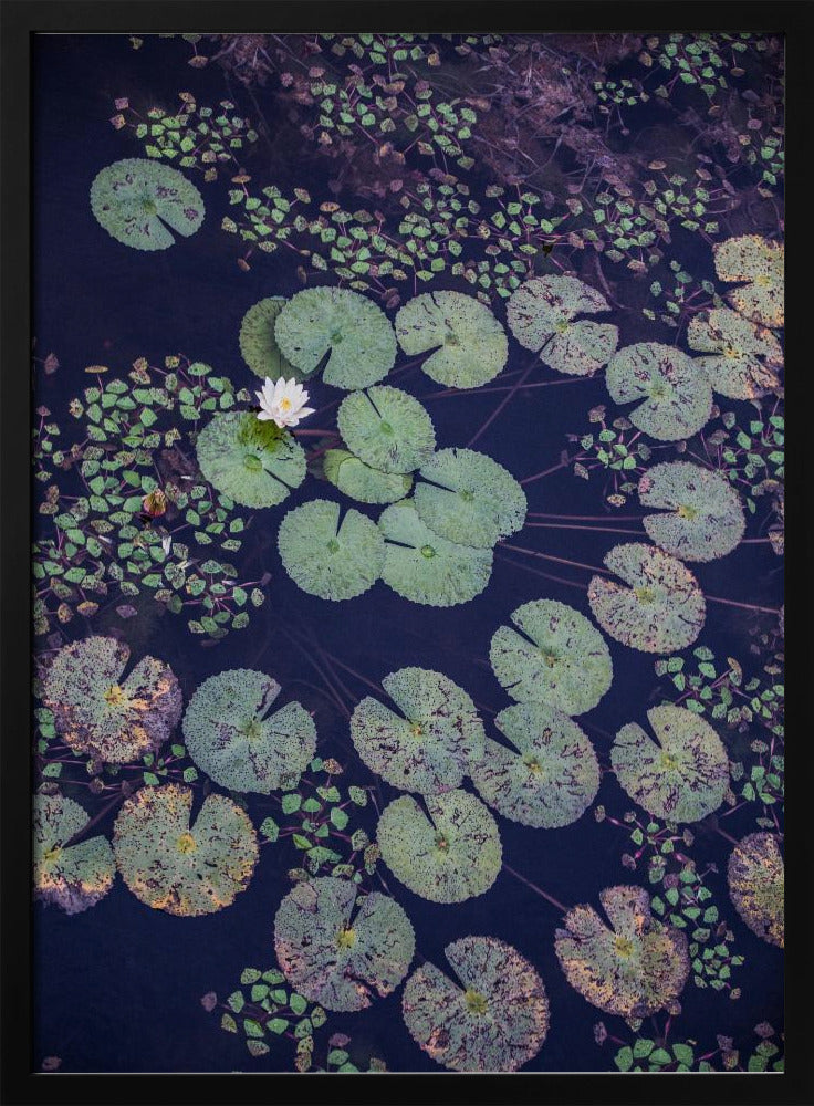 Lily Serenity | Poster