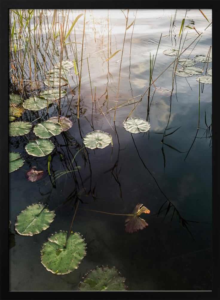 Lily's Tranquil Dawn | Poster