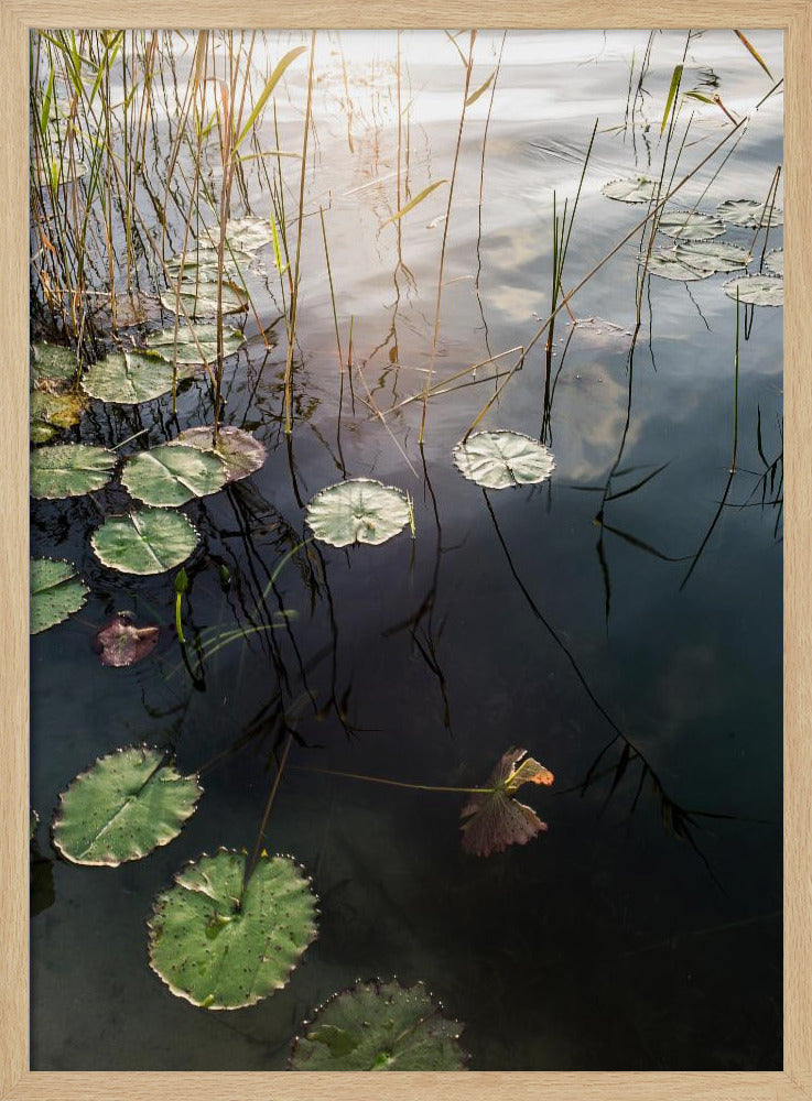 Lily's Tranquil Dawn | Poster