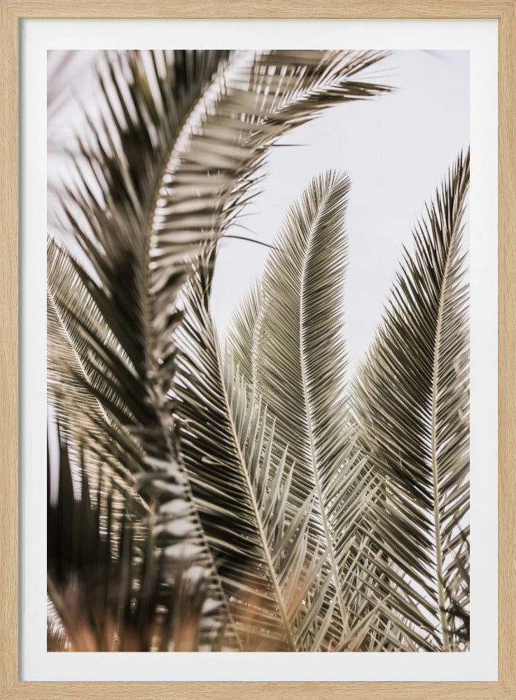 Whispers of Palms | Poster