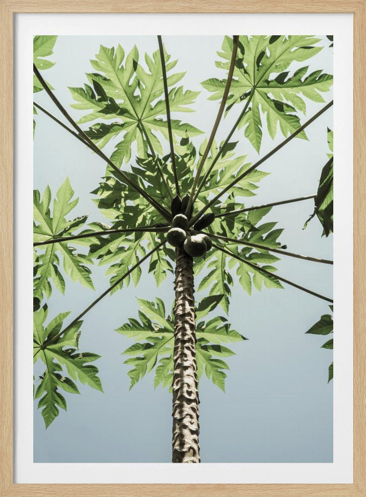 Skyward Papaya | Poster