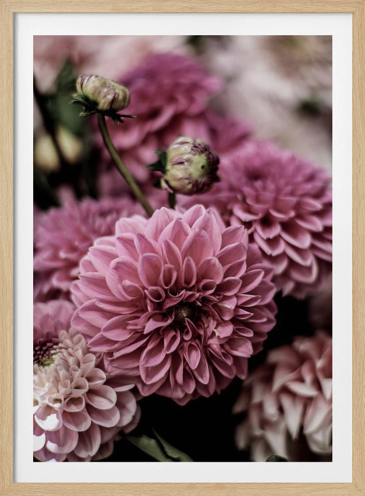 Petal Symphony | Poster