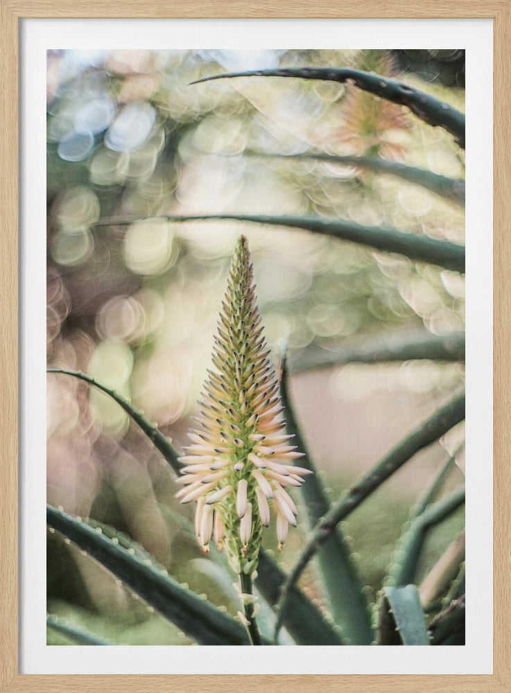 Succulent Serenity | Poster