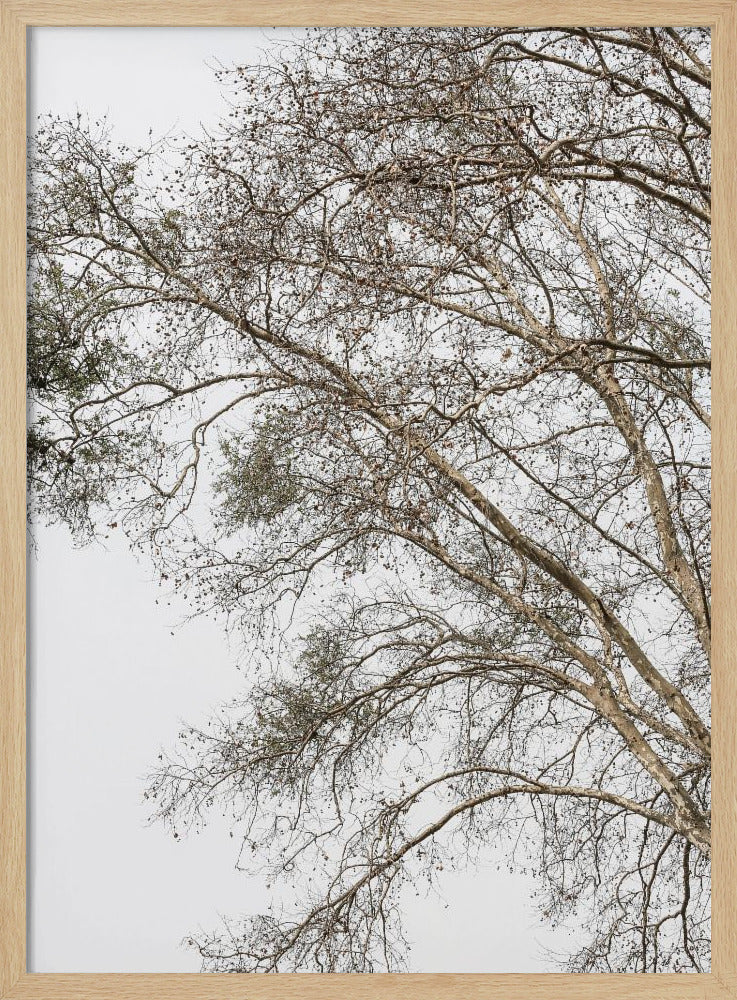 Winter's Whispering Branches | Poster