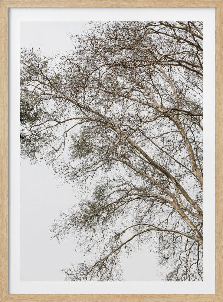 Winter's Whispering Branches | Poster