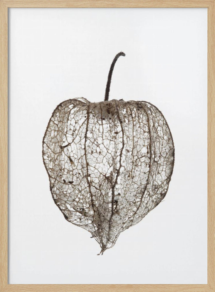 Fragile Nature's Veil | Poster