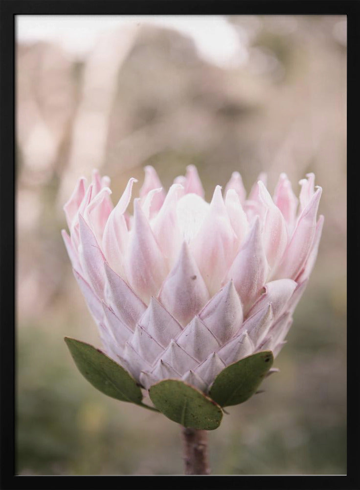 Blossom Majesty | Poster