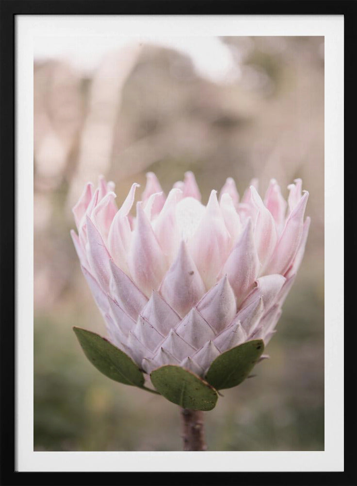 Blossom Majesty | Poster