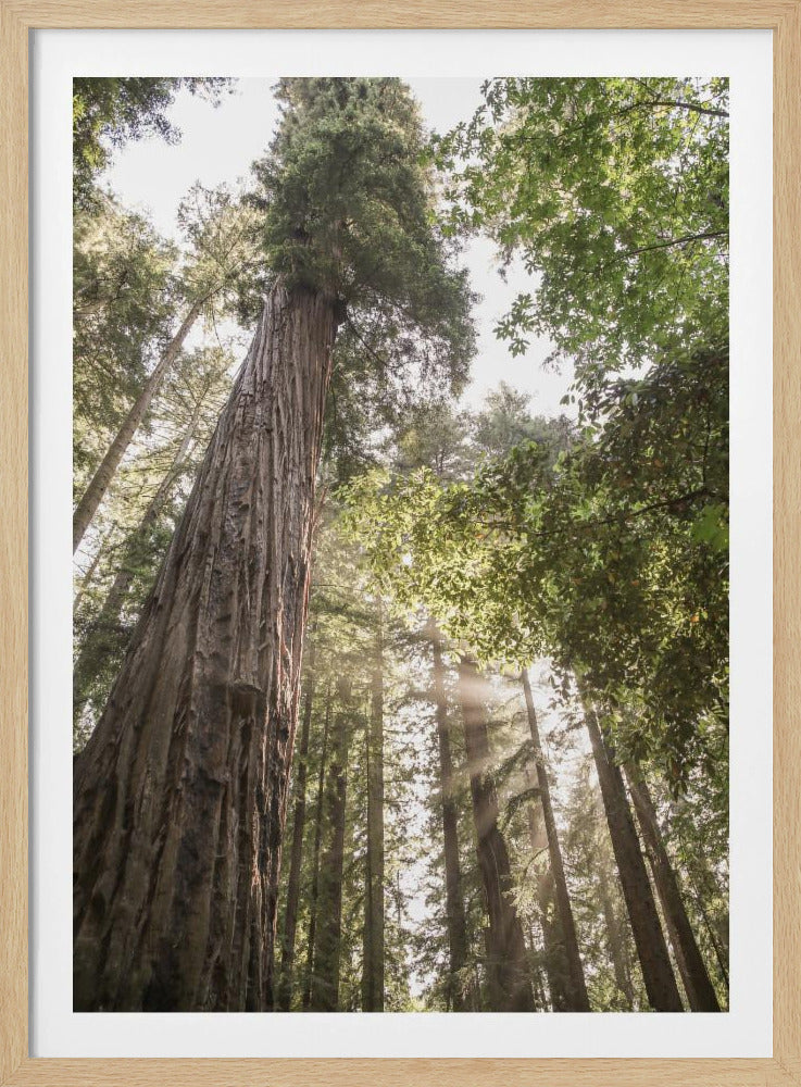 Towering Redwoods | Poster