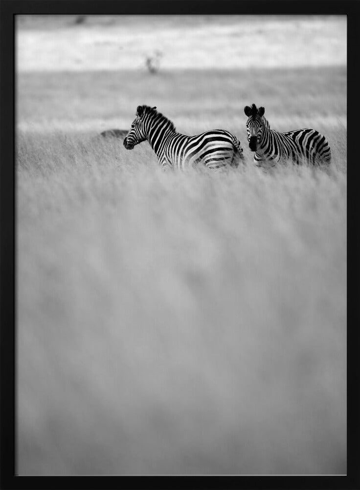 Zebras in the Mist | Poster