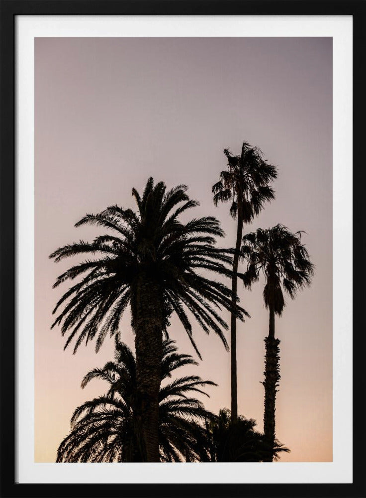 Silhouette of Palm Trees | Poster