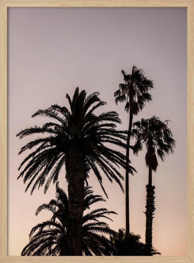 Silhouette of Palm Trees | Poster