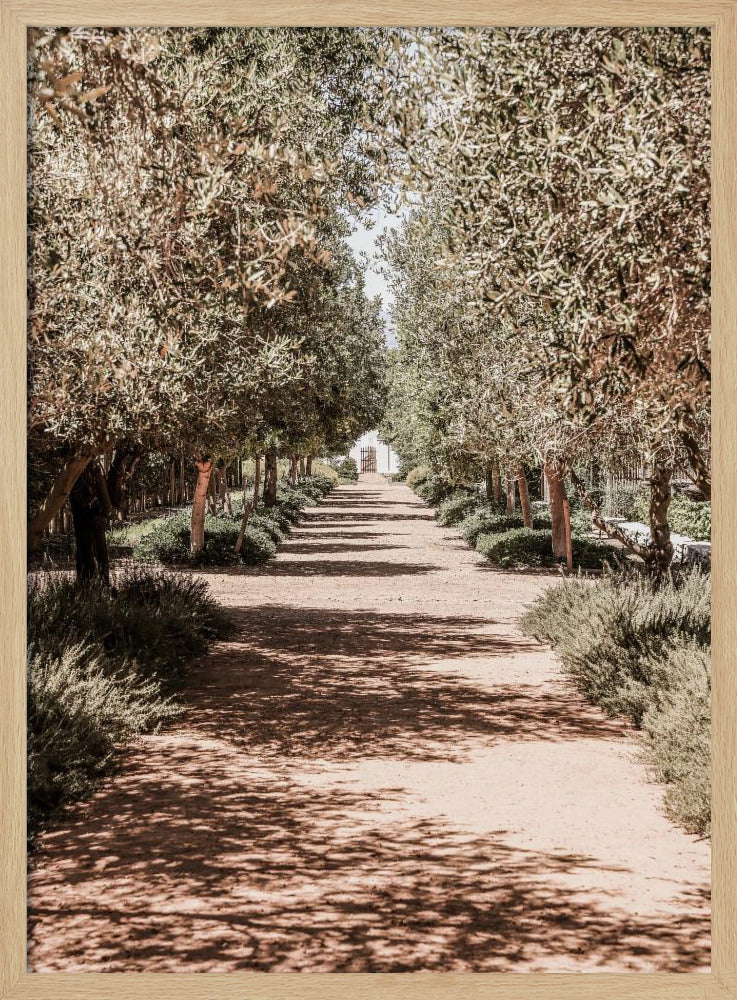 A Serene Tree Lined Path with Sunlight | Poster