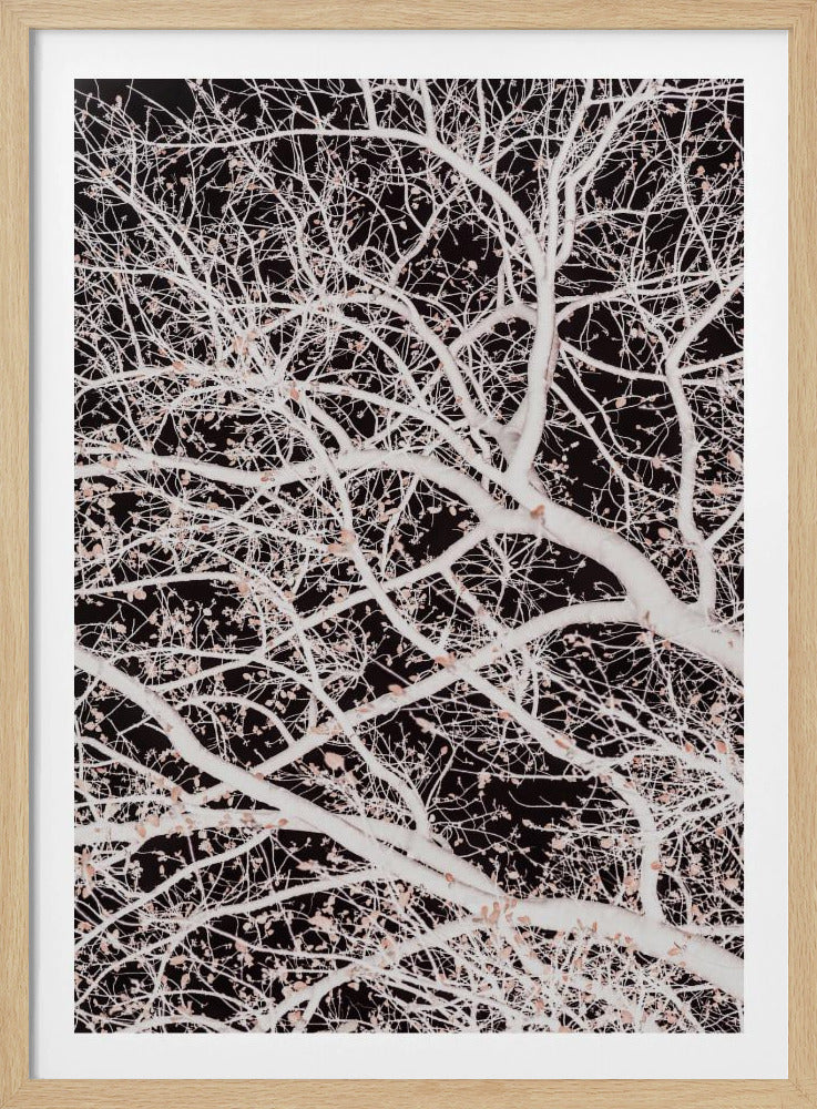 Tree Branches | Poster