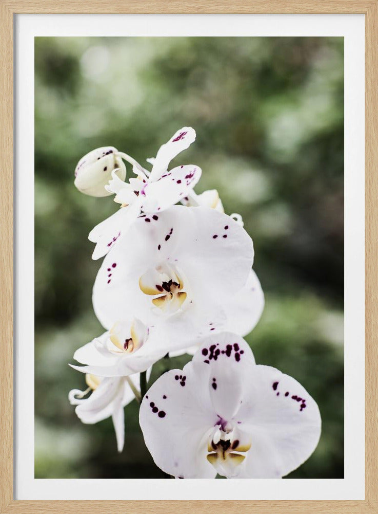 Spring Blooms | Poster