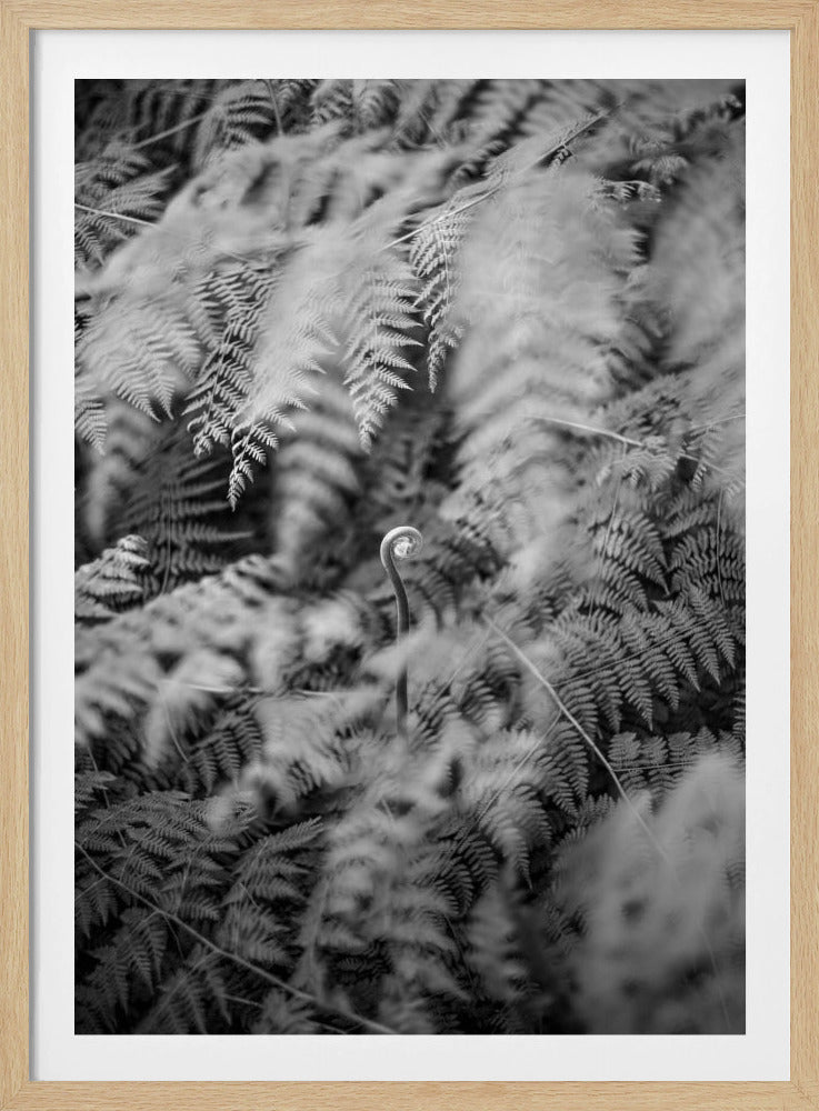 Black And White Photograph | Poster