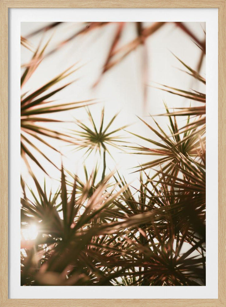 Abstract Beauty Of Spiky Plant | Poster