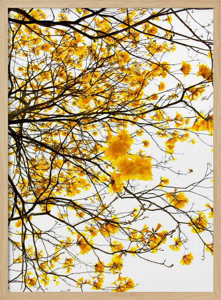 Golden Canopy Burst | Poster