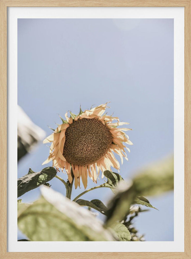 Golden Bloom Sky | Poster