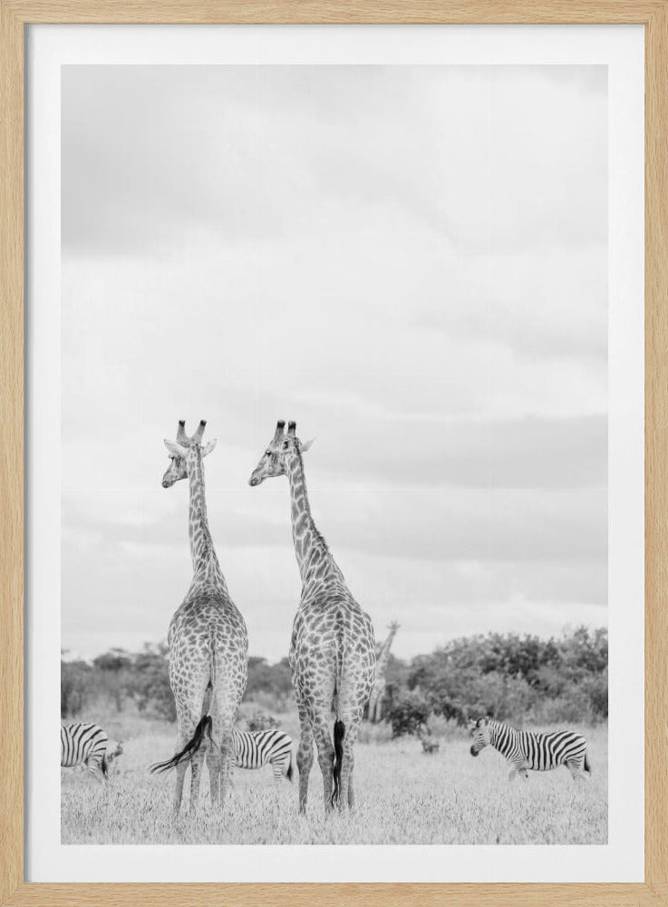 Super Safari | Poster