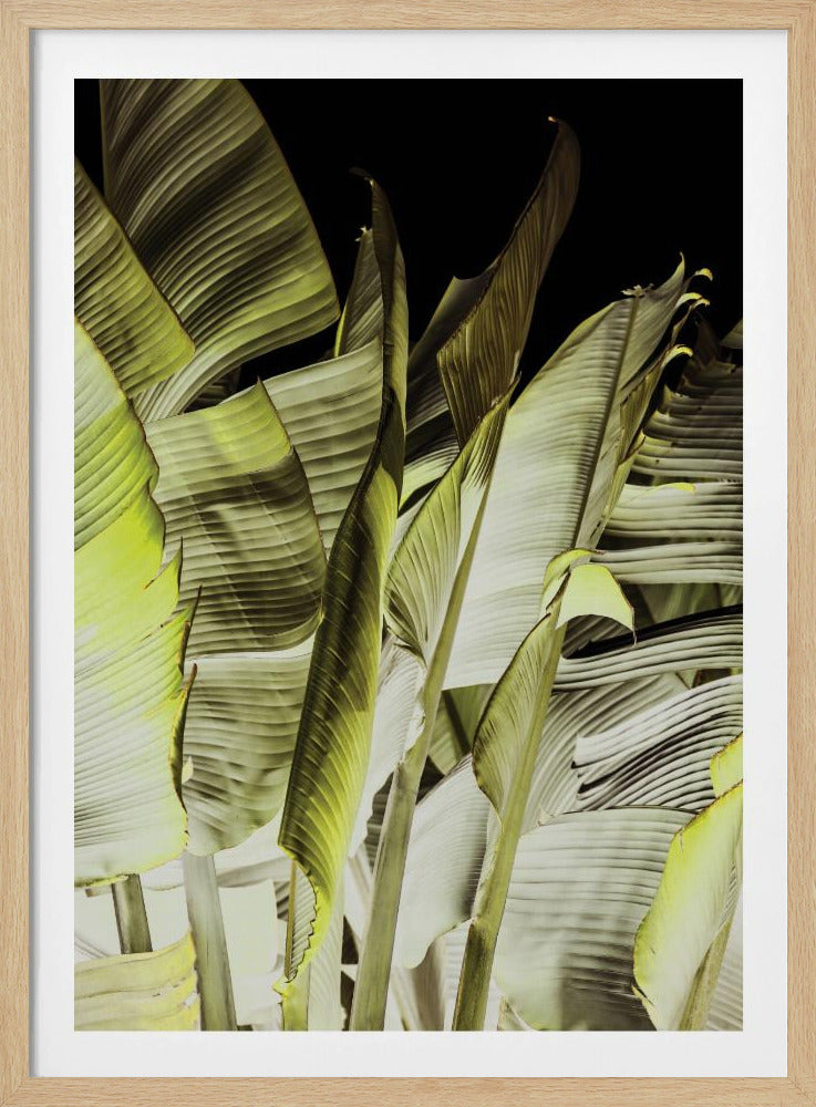 Banana Leaves In Soft Lighting | Poster