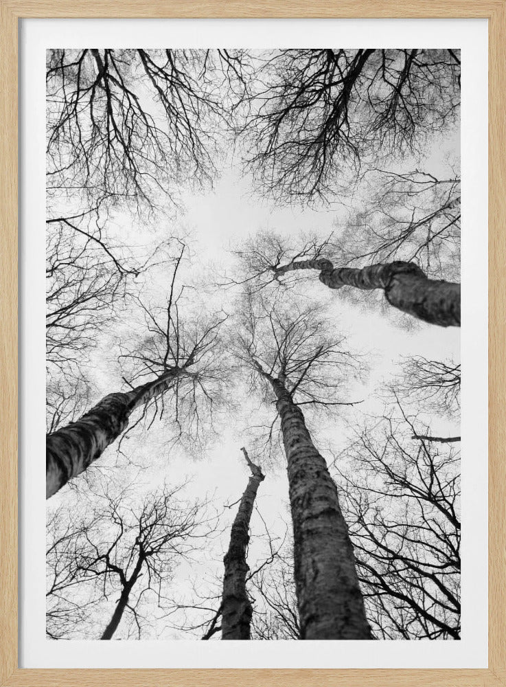 Reaching Branches | Poster