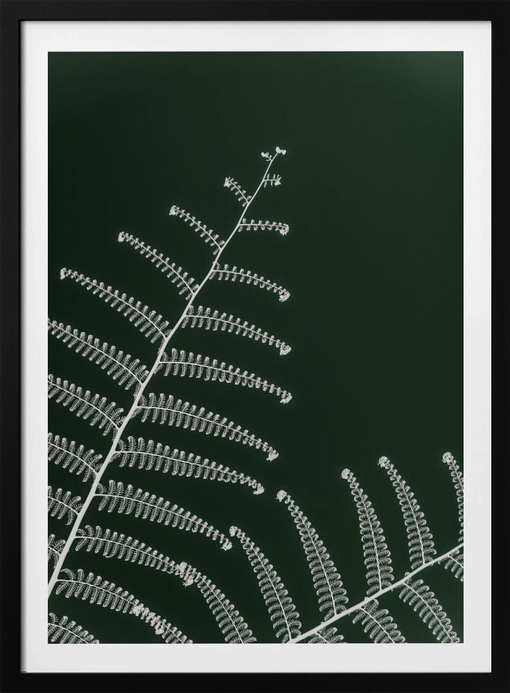 Fern's Gentle Curve | Poster