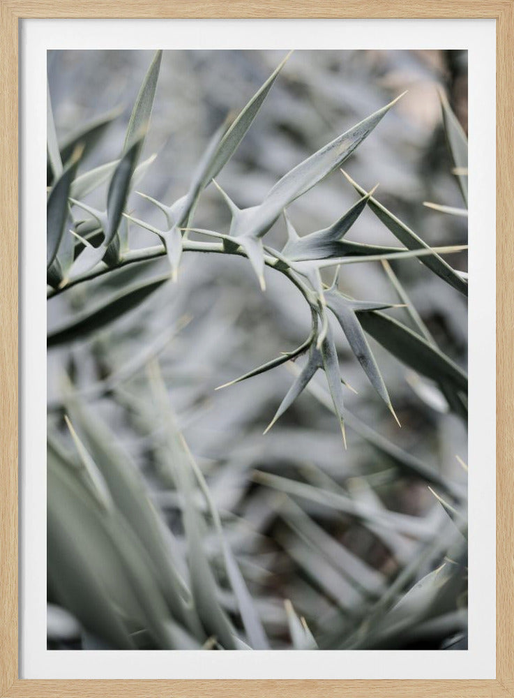 Intricate Details Of Spiky Leaves | Poster