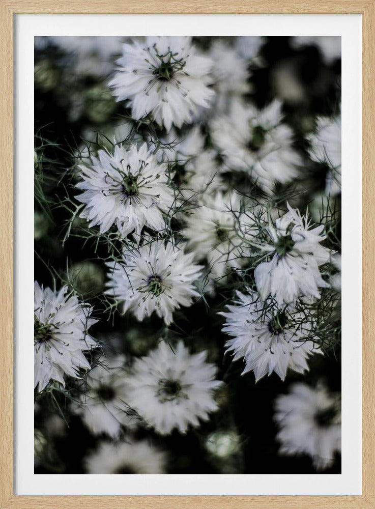 Whispering Blossoms | Poster