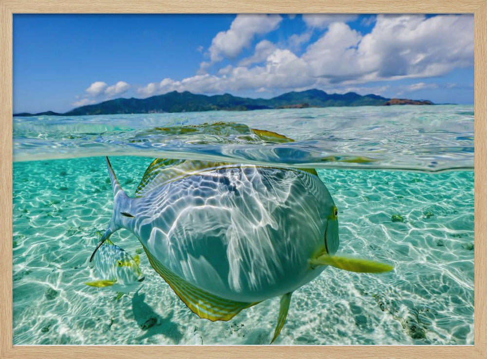 Swimming pool | Poster