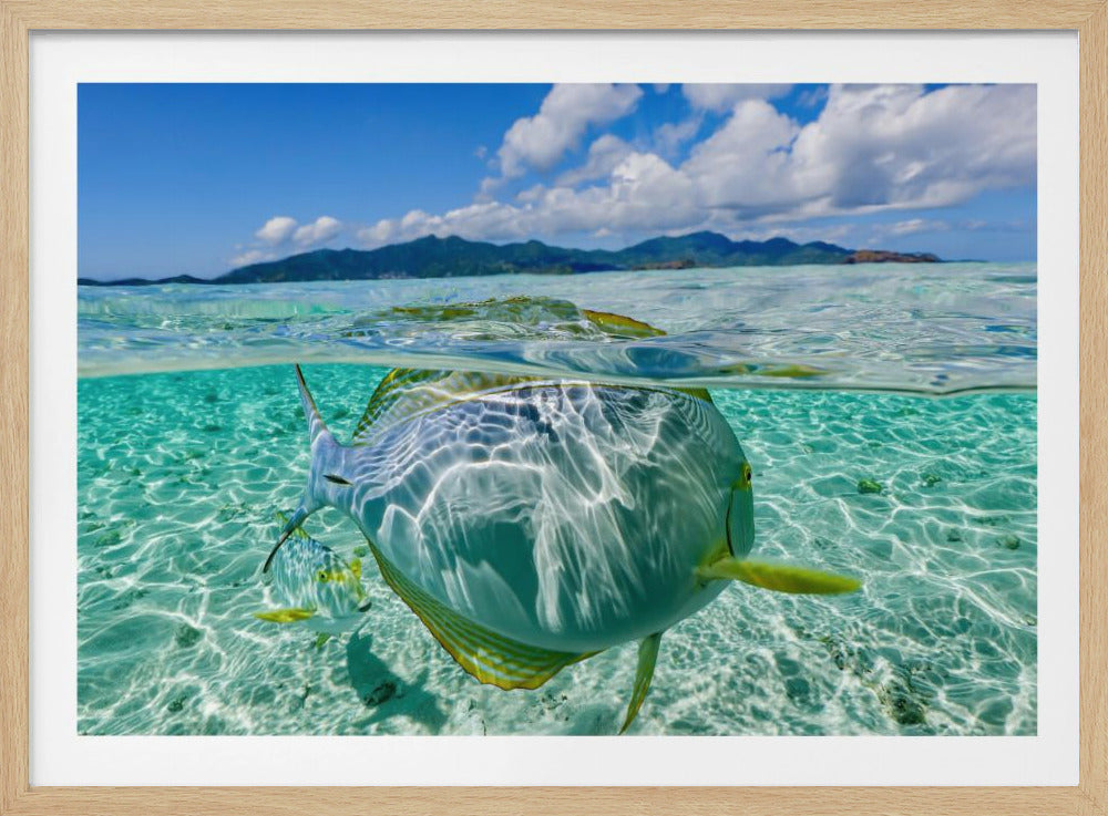 Swimming pool | Poster